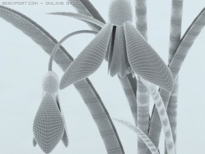 snowdrop 3D Model