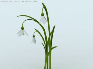 snowdrop 3D Model
