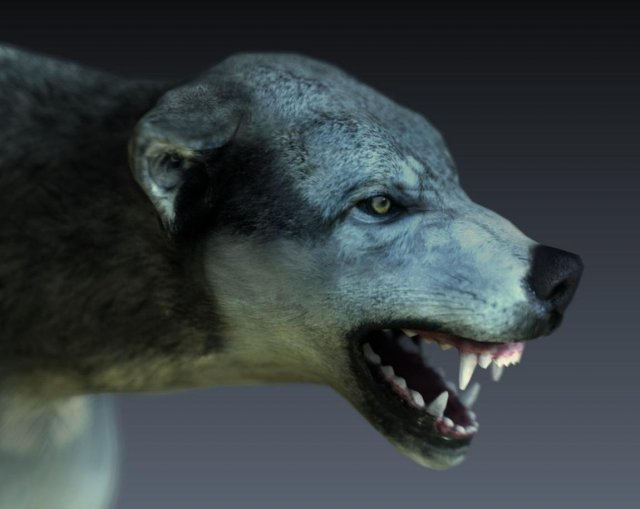 wolf 3D Model .c4d .max .obj .3ds .fbx .stl .blend 
