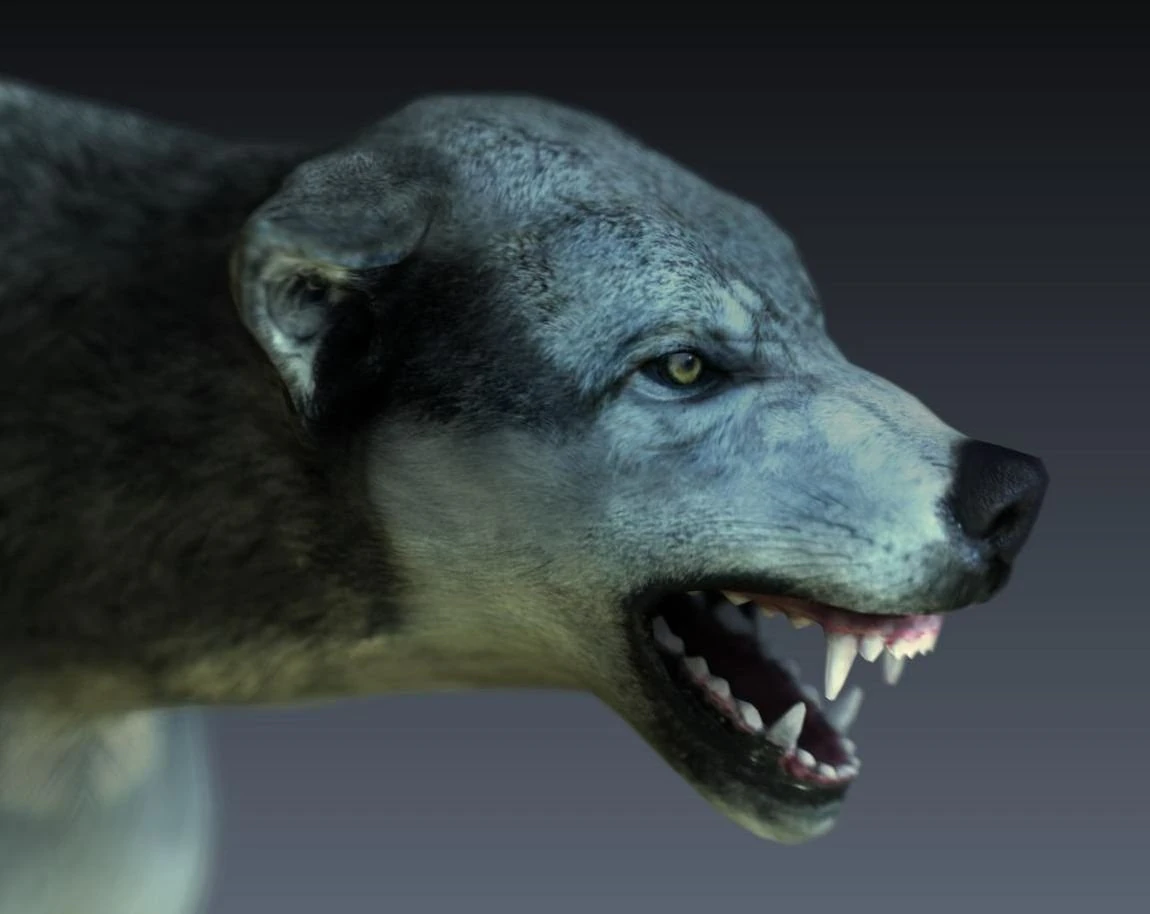 Wolf 3D Modell .c4d .max .obj .3ds .fbx .stl .blend 