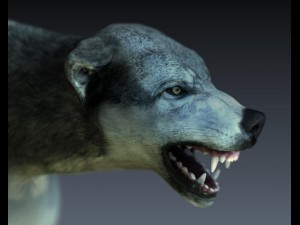 wolf 3D-Modell