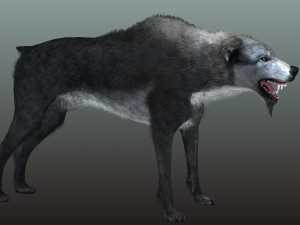 wolf 3D Model