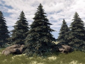 fir tree 3D Модель