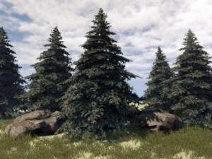 fir tree 3D Model