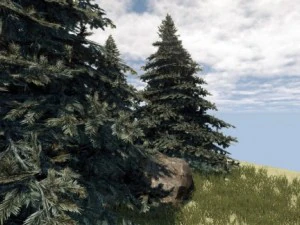 fir tree 3D Model