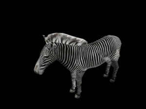 Zebra 1 3D-Modell