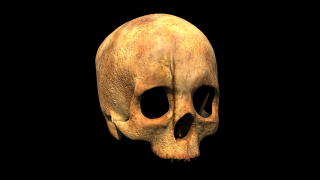 human skull 3D Model .c4d .max .obj .3ds .fbx .stl .blend 