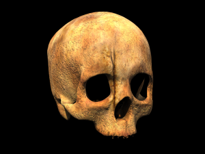 human skull 3D Модель