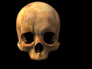 human skull 3D Model