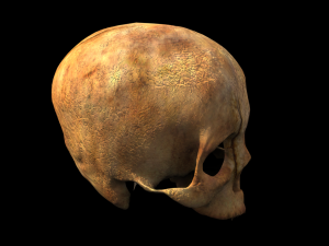 human skull 3D Model
