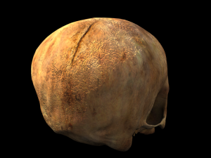 human skull 3D Model