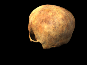 human skull 3D Model