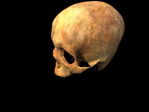 human skull 3D Model