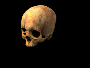 human skull 3D Model