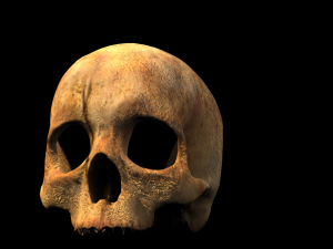 human skull 3D Model