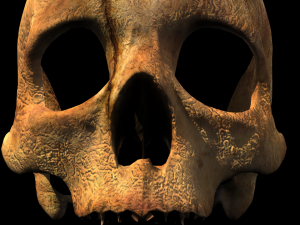 human skull 3D Model