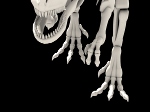 dinosaurus skeleton 3Dモデル