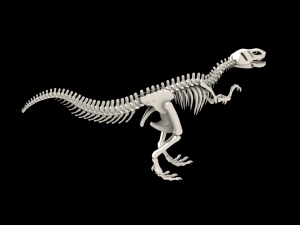 dinosaurus skeleton 3Dモデル