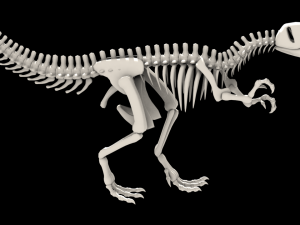 dinosaurus skeleton 3Dモデル