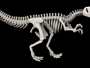 dinosaurus skeleton 3D Model
