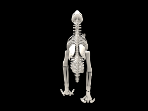 dinosaurus skeleton 3Dモデル