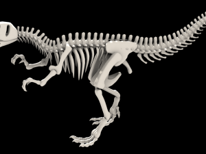 dinosaurus skeleton 3Dモデル