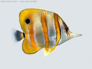fish butterfly Model 3D