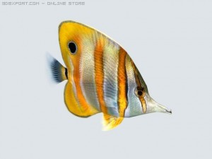 fish butterfly 3D-Modell