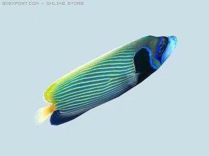 Papageienfisch 3D Modell