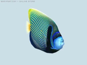 Papageienfisch 3D Modell