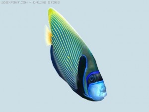parrot fish 3D मॉडल