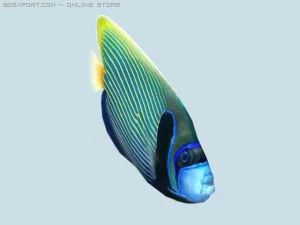 Papageienfisch 3D Modell