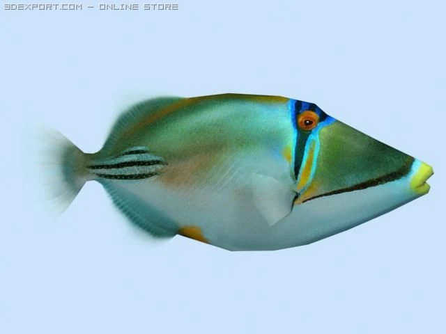 picasso triggerfish 3D Model .c4d .max .obj .3ds .fbx .stl .blend 