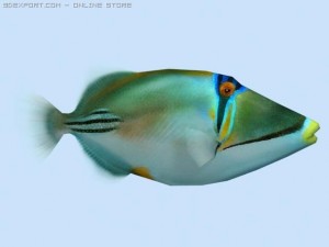 picasso triggerfish Model 3D
