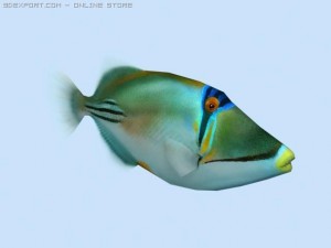 picasso triggerfish 3D Model