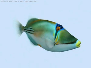 picasso triggerfish 3D Model