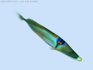 picasso triggerfish 3D Model
