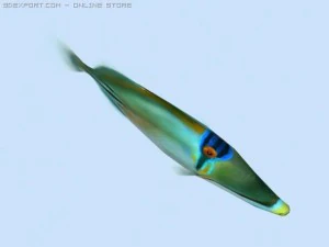 picasso triggerfish 3D Model