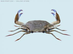 crab 3D Model