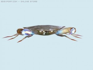 crab 3D Model
