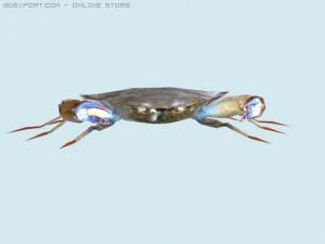 crab 3D Model
