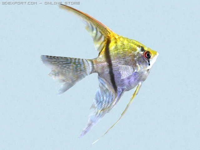 pterophyllum scalare 3D Model .c4d .max .obj .3ds .fbx .stl .blend 