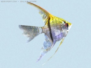 pterophyllum scalare Model 3D