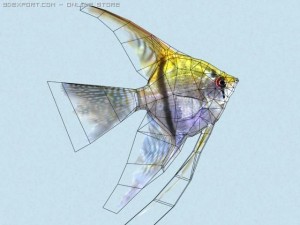 pterophyllum scalare 3D Model