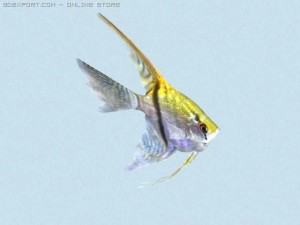 pterophyllum scalare 3D Model