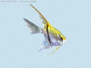 pterophyllum scalare 3D Model