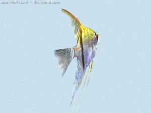 pterophyllum scalare 3D Model