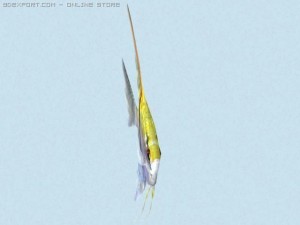 pterophyllum scalare 3D Model