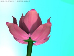lotus flower Modelo 3D