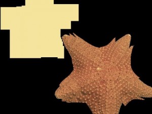 starfish 3D Model